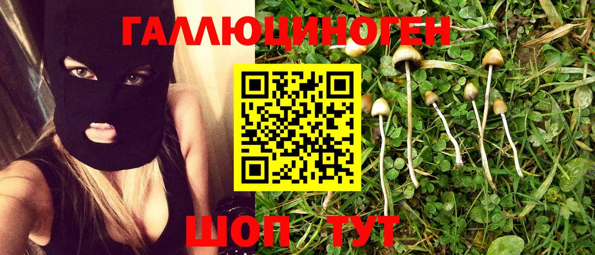 Псилоцибиновые грибы Psilocybe Славгород